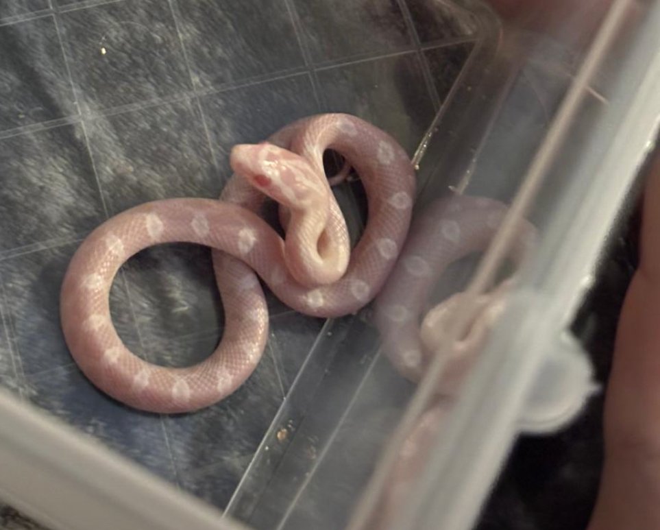 Kornnatter(Pantheropis Guttatus) NZ 07 25 - Schlangen - Marl