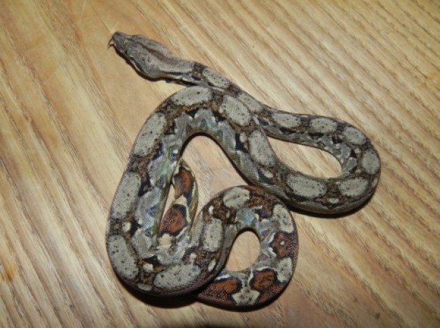 Reinrassige Boa contrictor imperator  Crawl Cay  - Schlangen Boa - Ludwigsburg