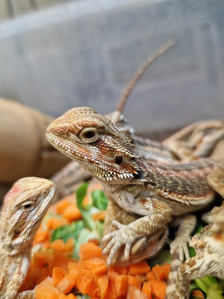 Bartagamen Jungtiere - Bartagame - Meura