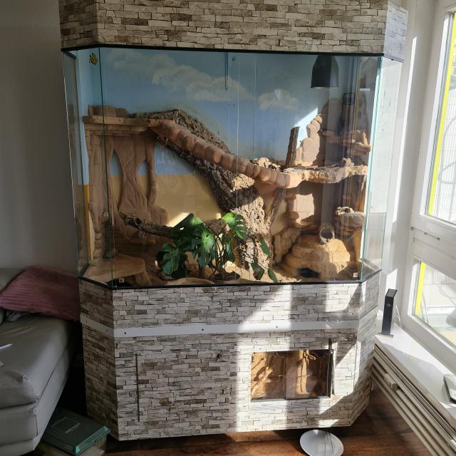 Bartagame mit Terrarium - Bartagame - Berlin