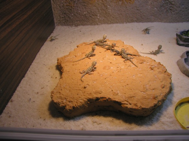 Junge Zwergbartagamen (Pogona henrylawsoni) - Bartagame Zwergbartagame - Moers