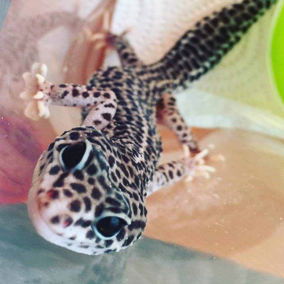 3 Leopardgecko Weibchen abzugeben - Gecko - Schramberg 