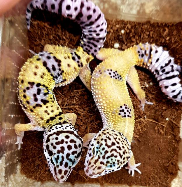 Leopardgeckos(verschiedene Morphen) - Echsen - Mülheim an der Ruhr