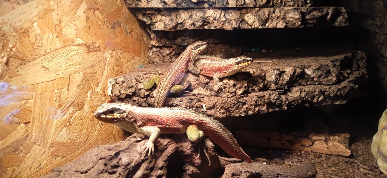 4.0 2-4 Maskenleguane / Terrarium mit Zubehör - Leguan - Kehl