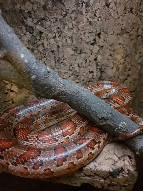 2 Kornnattern ca. 12 Jahre mit Terrarium  - Schlangen Natter - Steinsfeld
