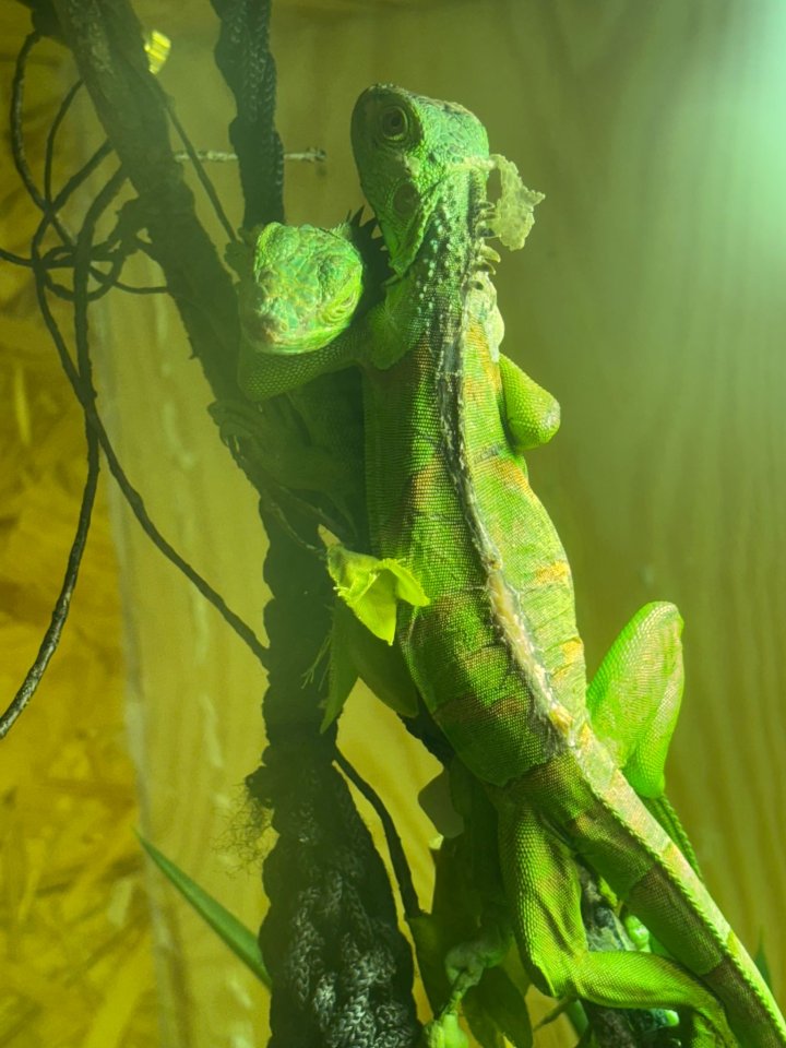 2 grüne leguane zum abgeben dringend - Leguan - Hückelhoven