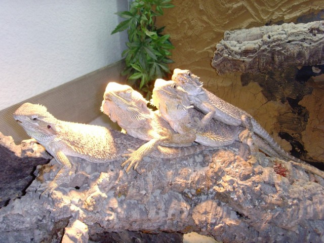 2 Bartagamenpärchen Bartagamen - Bartagame Farbbartagame - LAge