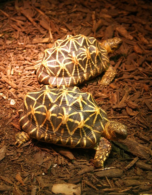 Griechische Landschildkröten zu verkaufen. - Schildkroeten -  Voerde