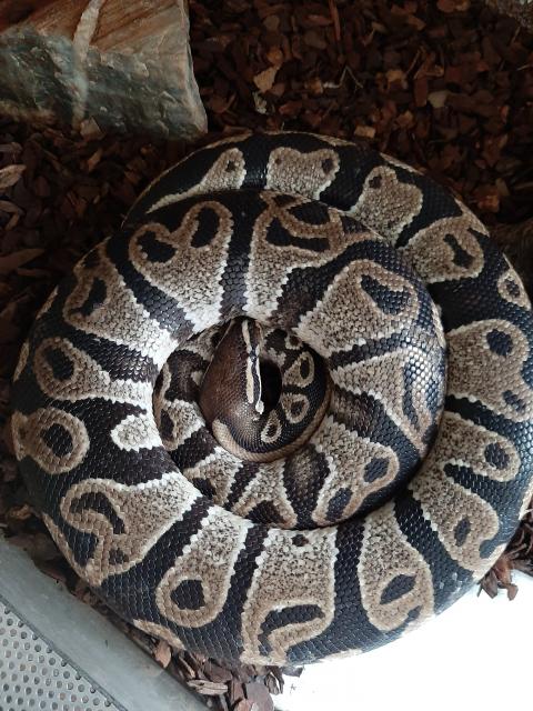 Königspython abzugeben / Pyton regius - Schlangen Python - Bad Wurzach