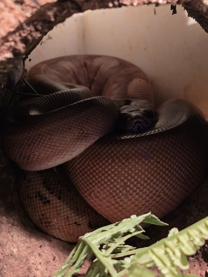 Wunderschöne Zwerg Boa bei Bedarf mit Terrarium - Schlangen - Hannover
