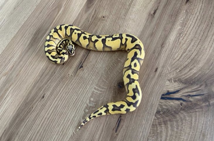 Königspythons abzugeben - Schlangen - Dietersburg