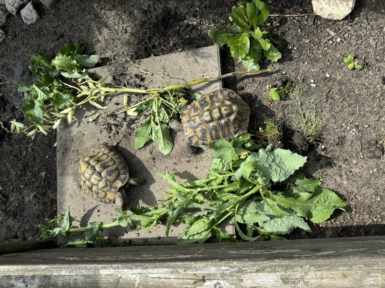 Biete Zuchtgruppe THB 2/6/0 bzw. 2 Gruppen je 1/3/0 möglich - Schildkroeten - GE