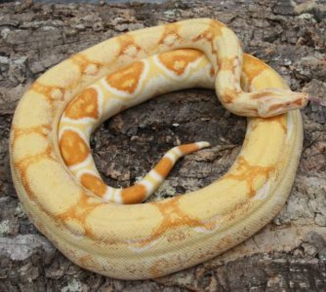 albino boa constrictor albino boa constrictor