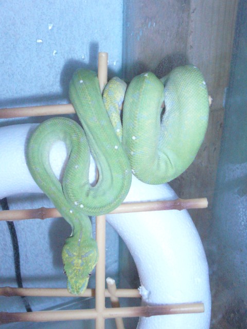 Grüner Baumpython - Schlangen Python - erfurt