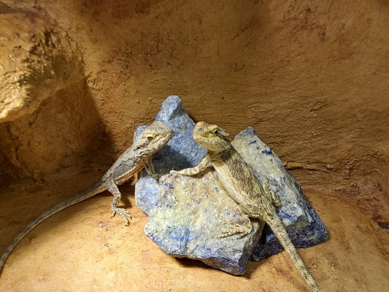 Zwergbartagamen Pärchen Pogona Minor + Terrarium und Zubehör - Bartagame - Bad Lausick