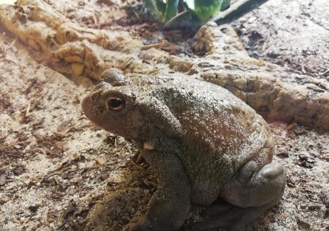 Bufo Alvarius Coloradokröten abzugeben - Frosch - Bissendorf