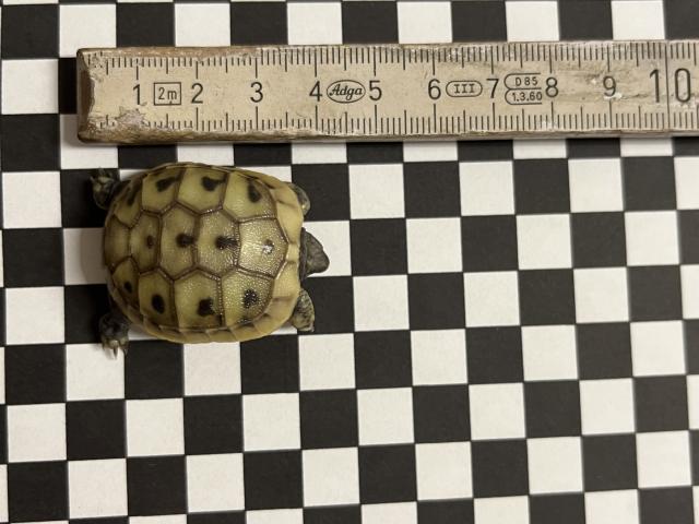 THH und THB griechische Landschildkröten Nachzuchten 2022 - Schildkroeten - Schallstadt