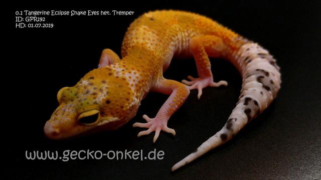 Leopardgeckos aus 2019 abzugeben - Gecko - Ulm