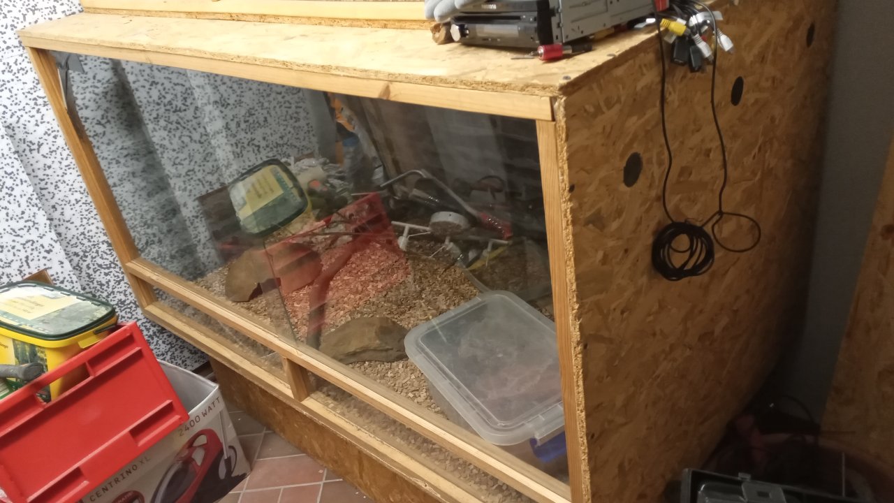 Kornnatter ab zu geben - Schlangen - Oberhausen