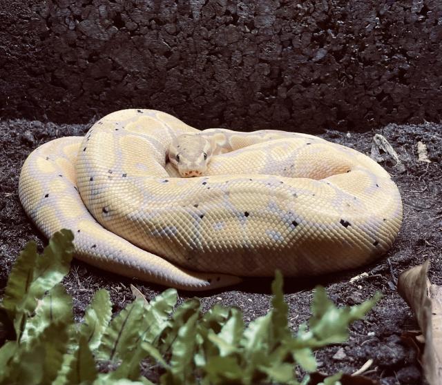 Königspython, 1.0 Banana Het Desert Ghost - Schlangen Python - Passau