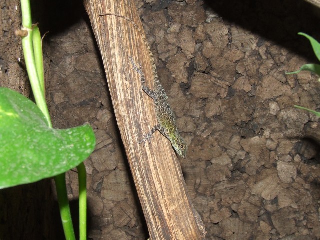 Anolis distichus ignigularis - Echsen - Sandersdorf Brehna