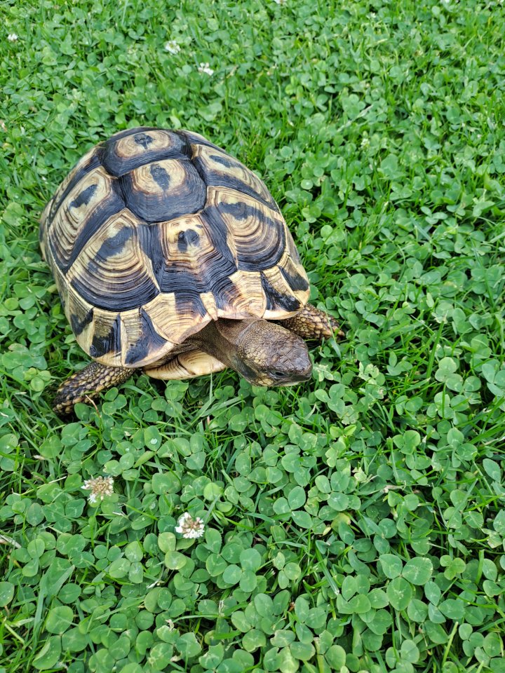 2 Griechische Landschildkröten - Schildkroeten - Nübbel