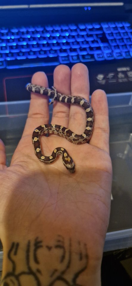 Junge Kornnattern suchen neues zuhause - Schlangen - Basel