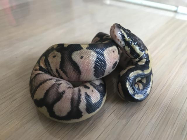 Inferno Pastel Echni Fader het piebald #9 Python regius - Schlangen Python - Deuerling