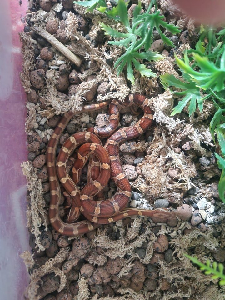 Kornnattern abzugeben - Schlangen - Murg