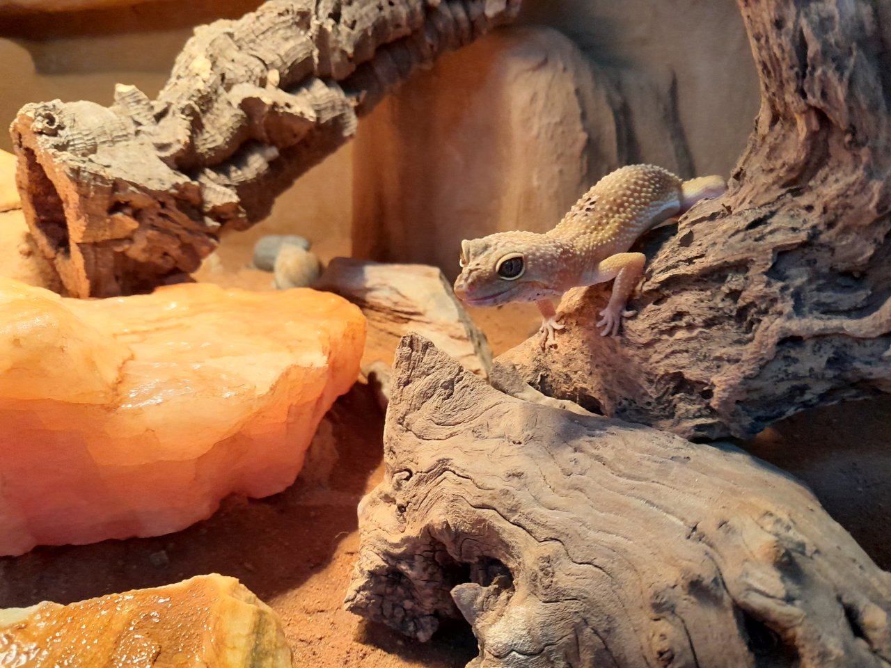 Leopardgecko Weibchen - Gecko - Wenden