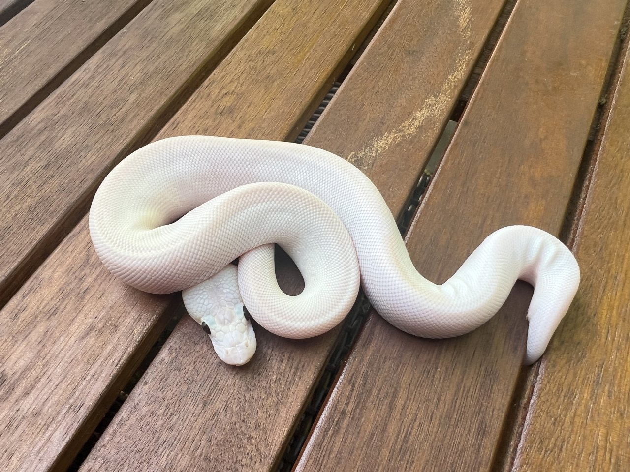 1.0 Banana Champagne FireFly - Schlangen - Oberhausen