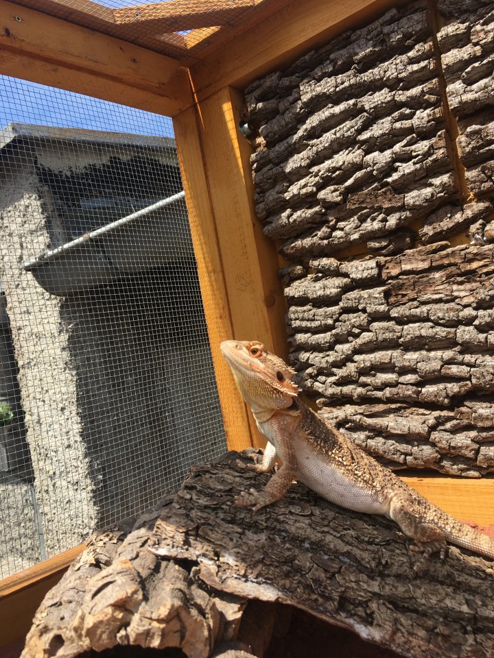 Zwergbartagame männlich - Bartagame - Dornburg-Camburg