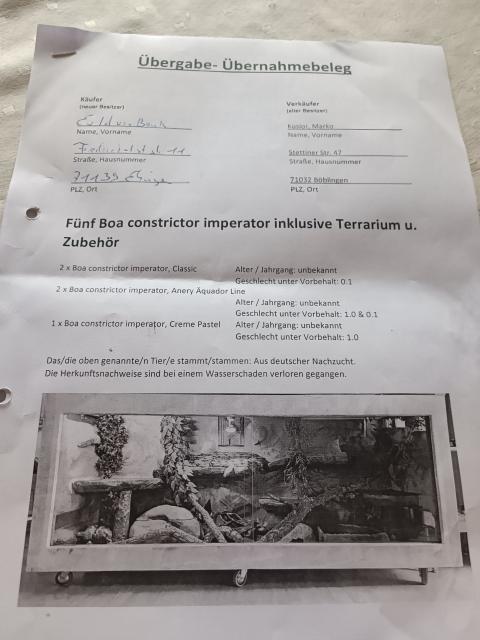 4 Boas an liebevolle Hände abzugeben - Schlangen Boa - Ehningen