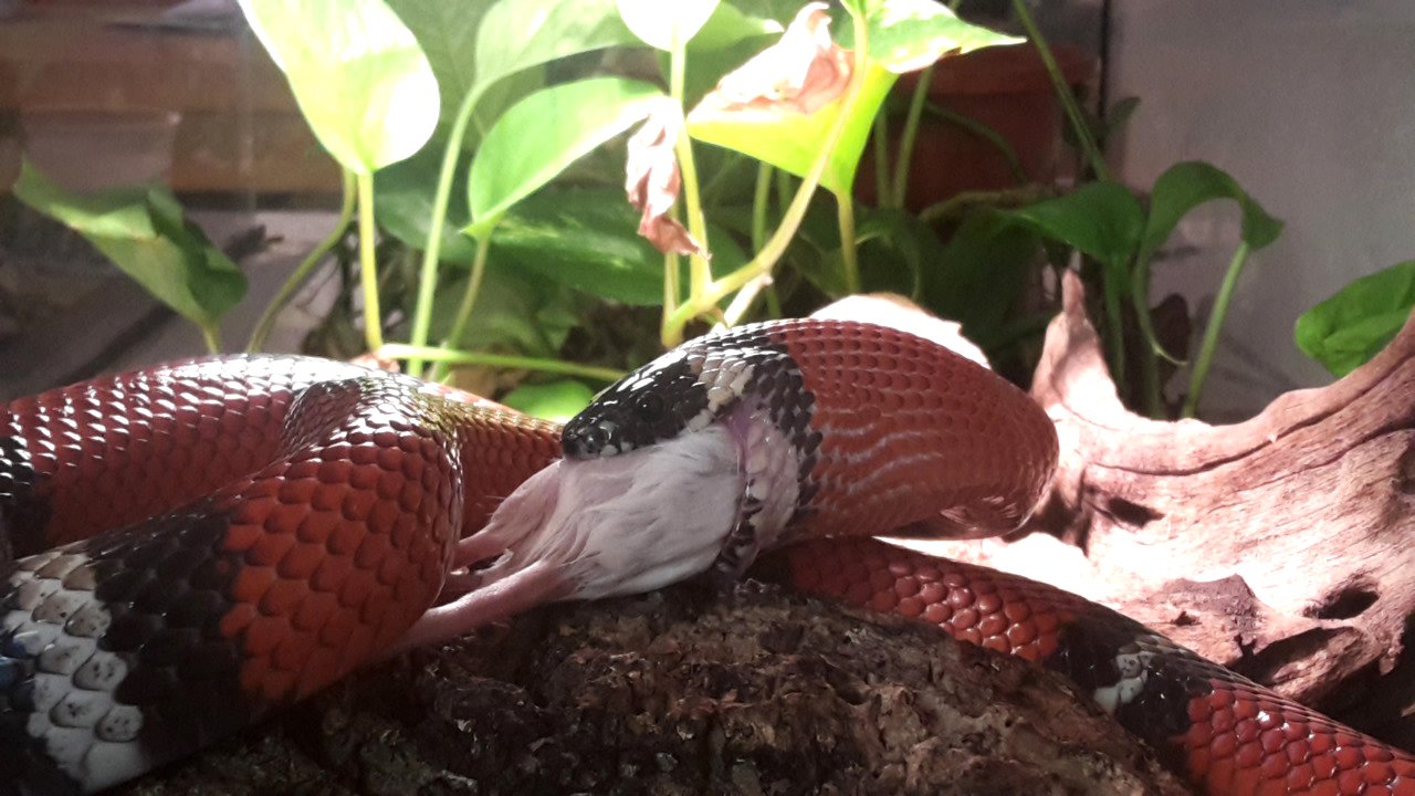 Königsnatter abzugeben - Schlangen - Eckersdorf