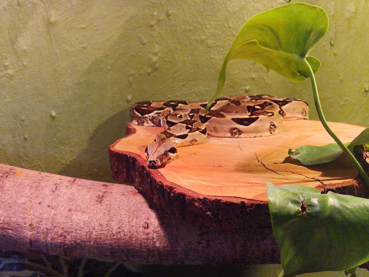 Boa Constrictor Imperator - Schlangen - Steimbke