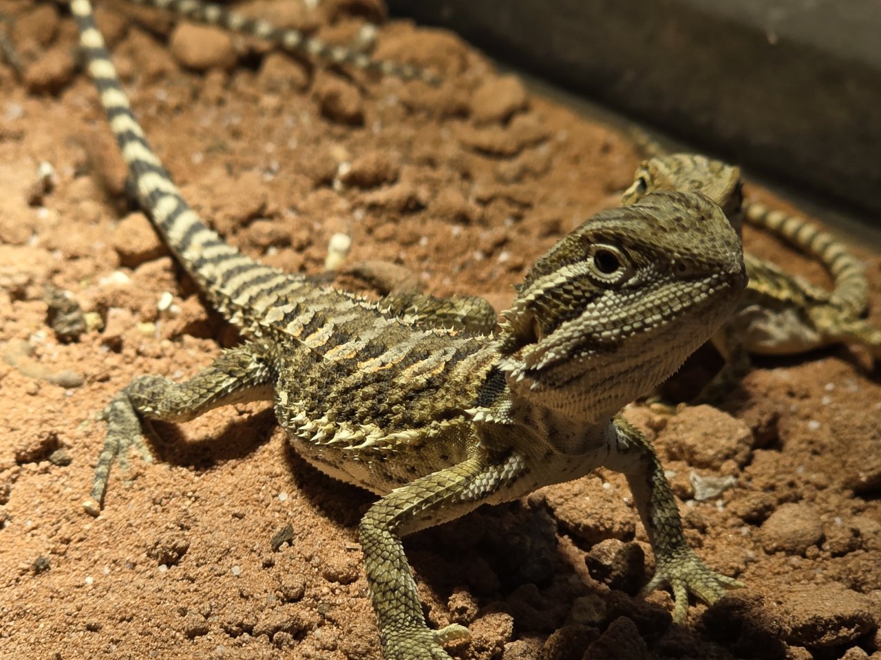 Zwergbartagame (kleiner minidino mit Charmefaktor 1000) - Echsen - Chemnitz