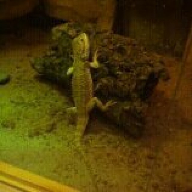 Zwergbartagame, 2,5 Jahre, kerngesund - Bartagame Zwergbartagame - Dormagen
