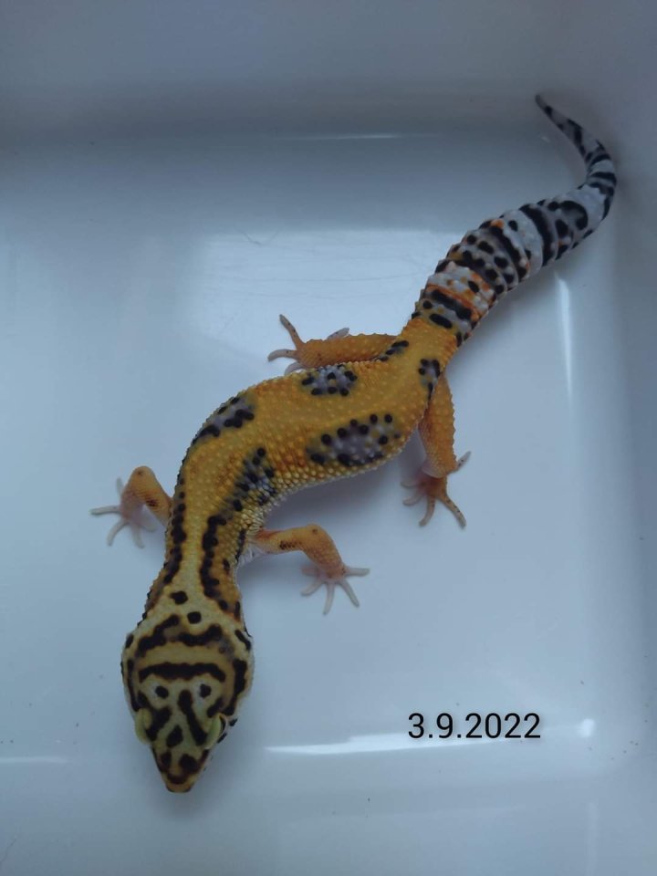 Leopardgecko Männchen, Blood x Bold Bandit - Gecko - Weeze