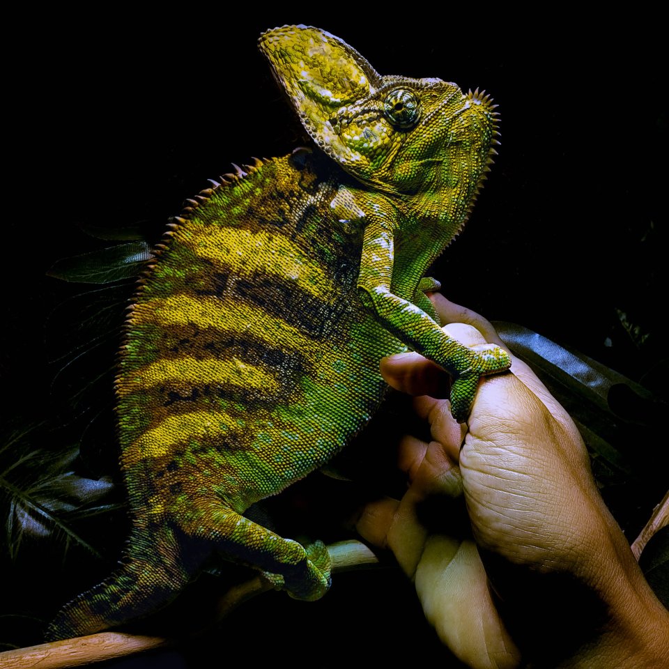 Jemen Chamäleon Männchen 3 Jahre alt - Chamaeleon - Dortmund