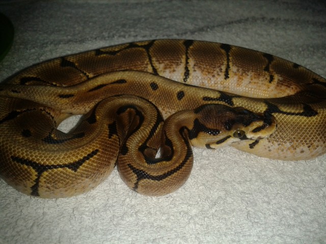 Python regius Mojave, Spider,Pastel,CinnTiger Sib . - Schlangen Python - dortmund