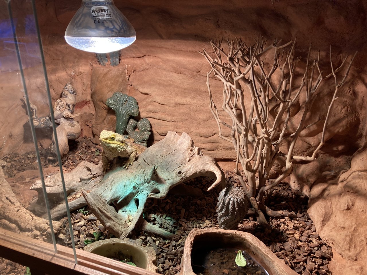 Bartagame männlich - Bartagame - Essen