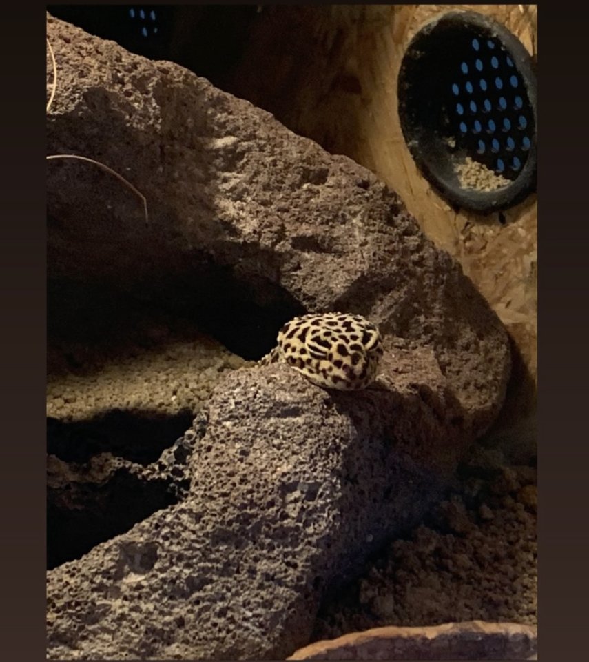 Zwei Leopardgeckodamen zu verkaufen - Gecko - Bayreuth