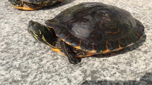 3 Schmuckschildkröten abzugeben - Schildkroeten - Müglitztal