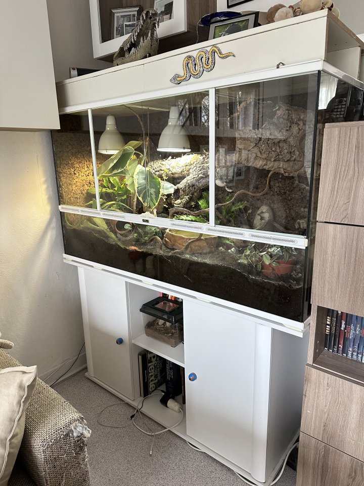 Terrarium mit 3 Kornnattern und Tausenfüssern - Schlangen - Hamburg