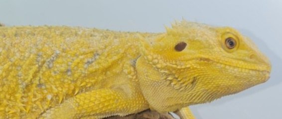 Suche intensiv gelbe Farb-Bartagamen z:B. Citrus,Citrus Hypo Leatherback, etc. - Bartagame - Gunzenhausen