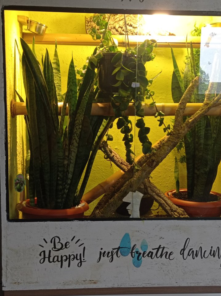 Madagaskar Taggeckos mit Terrarium - Gecko - Bergkamen