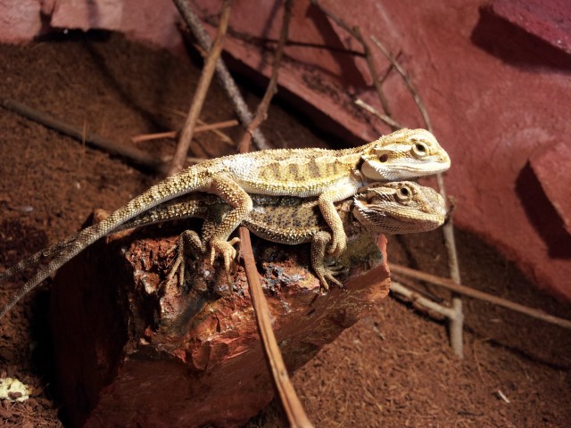 Farbige Pogona Vitticeps NZ Okt./2011 abzugeben! - Bartagame Farbbartagame - Germering