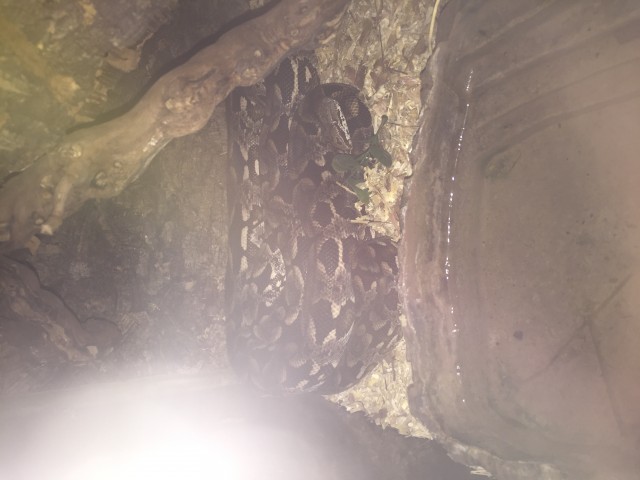 Acrantophis dumerili Paar - Schlangen Boa - Seeon