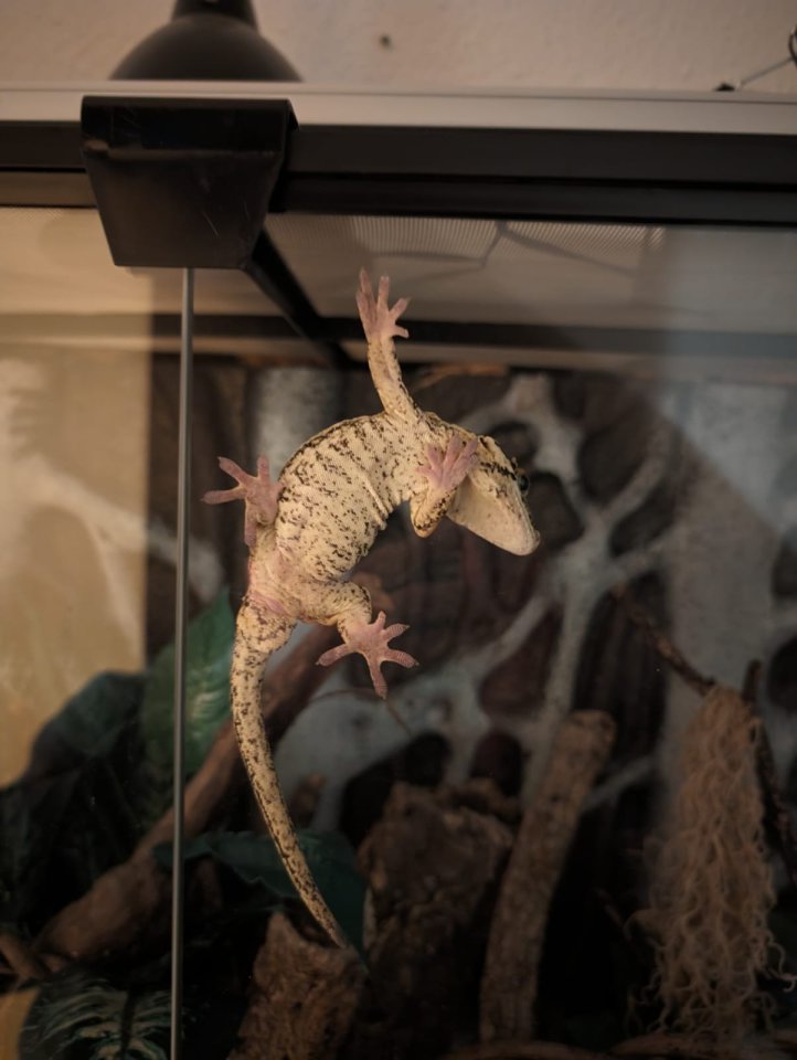 Gargoylegecko 1.0 Adult - Gecko - Mülheim an der Ruhr