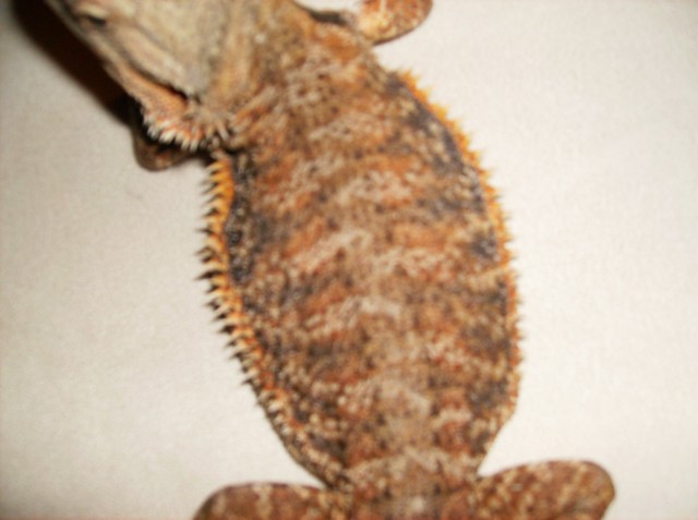 Bartagamen blood weibchen - Bartagame - seligenstadt